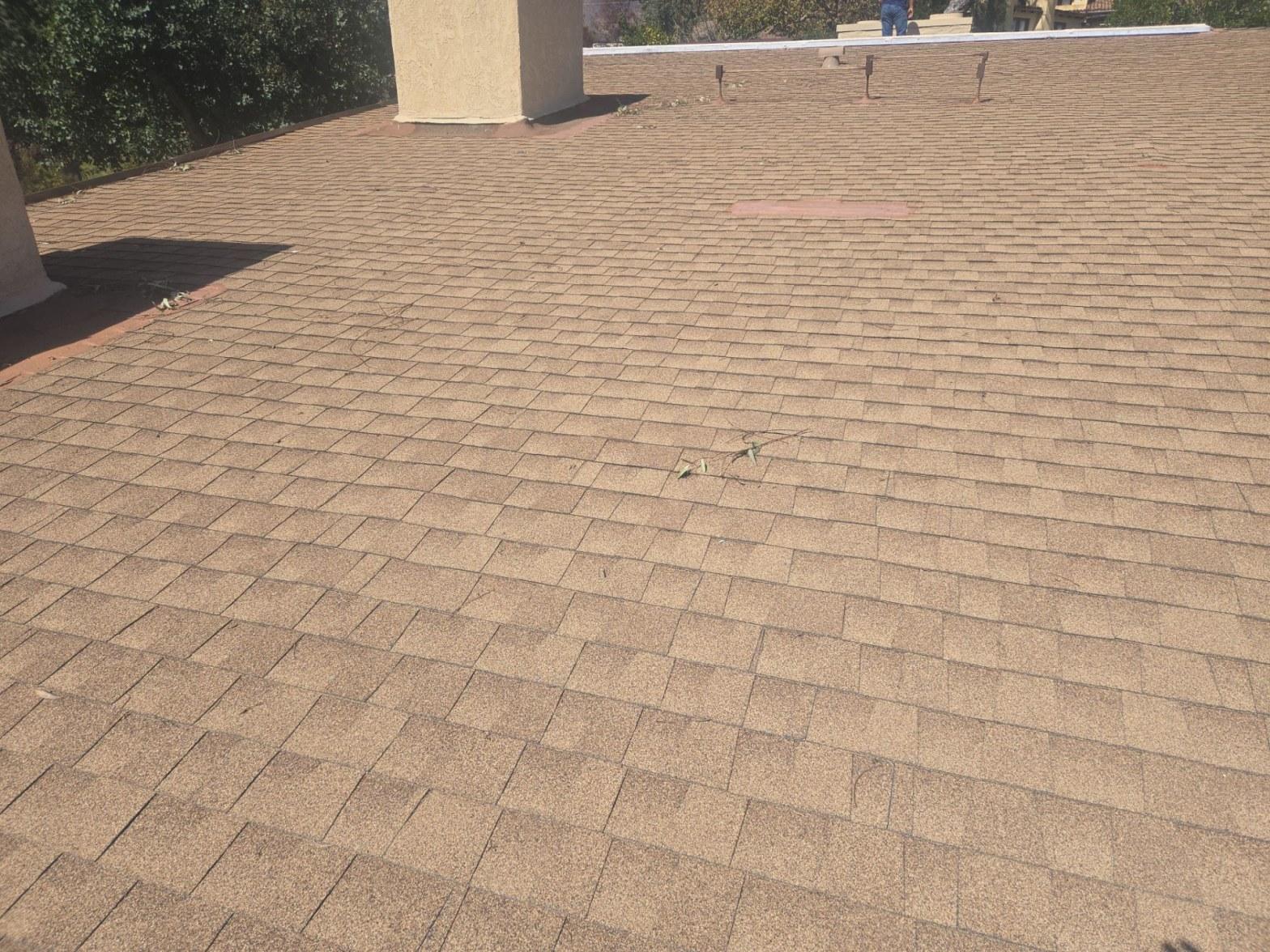Tan asphalt shingle roof on Malibu home showing exposed pipe boots and organic debris accumulation before replacement
