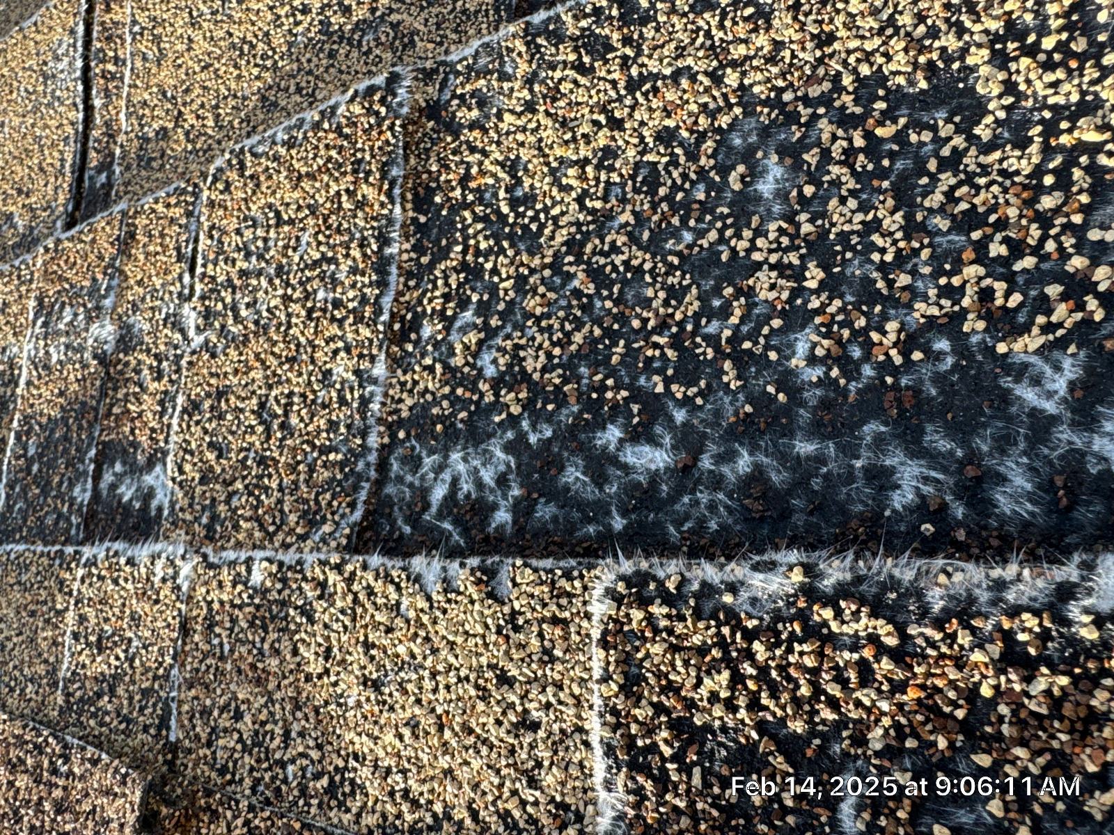 Close-up of asphalt shingles with granule loss — Encino — Roof Replacement Inc