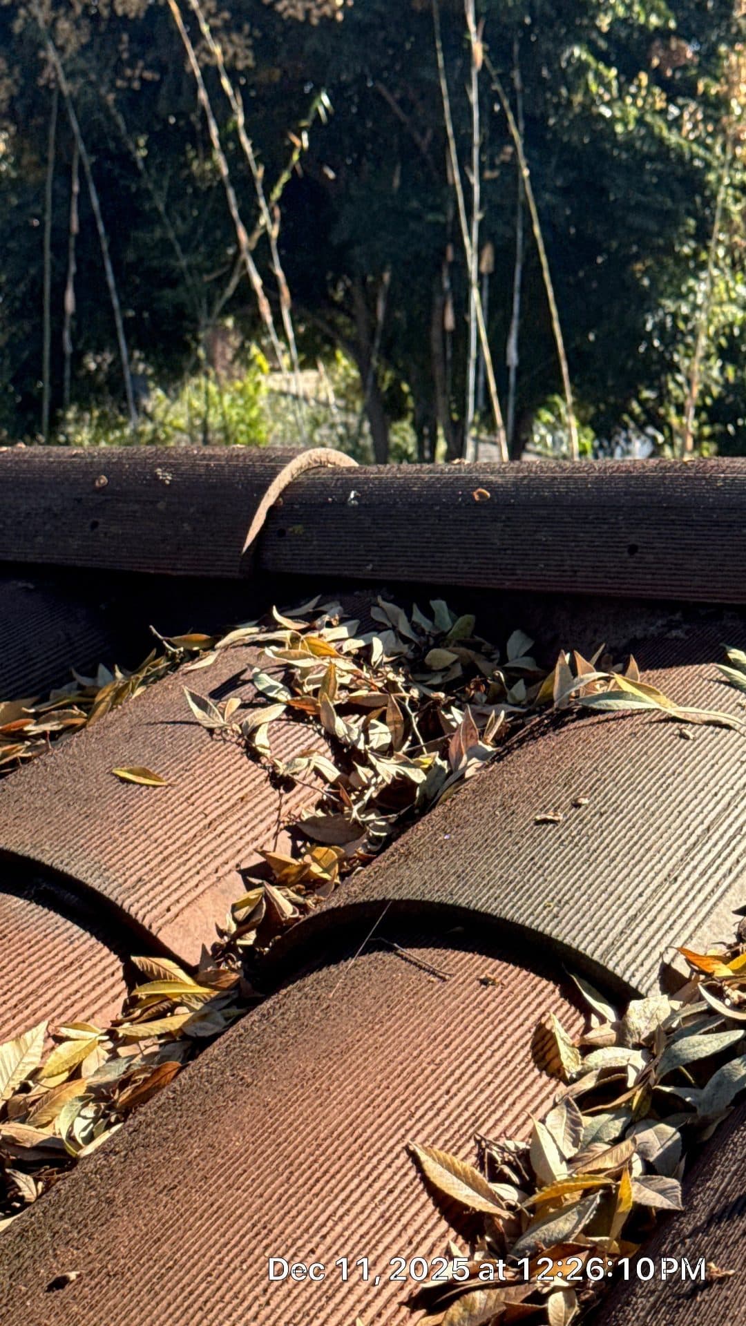 Clay barrel tile roof with accumulated dead leaves debris in San Gabriel Valley | Roof Replacement Inc Clay barrel tile roof with accumulated dead leaves debris — San Gabriel Valley — Roof Replacement Inc