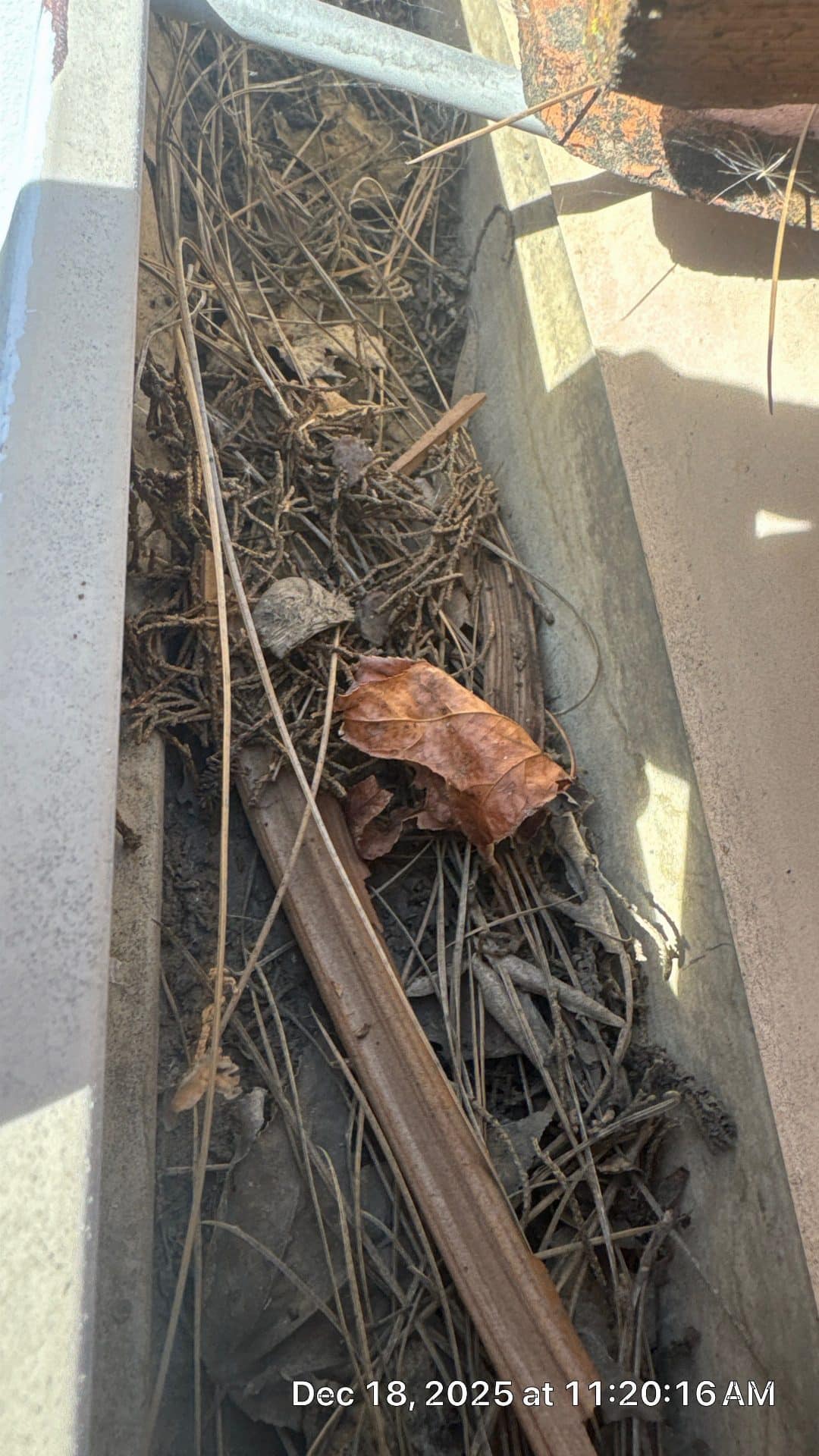 Clogged rain gutter filled with pine needles, twigs, leaves, debris — Calabasas — Roof Replacement Inc