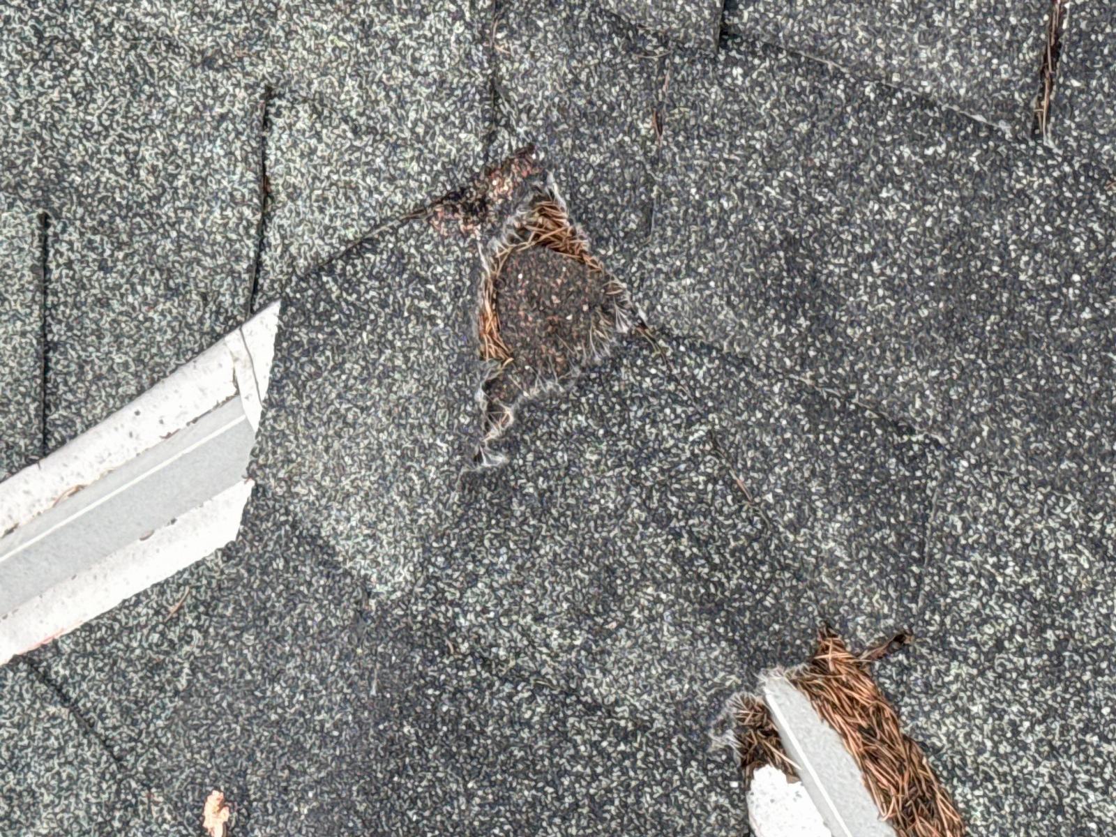 Damaged asphalt shingles with torn fiberglass mat and metal drip edge in Echo Park | Roof Replacement Inc Damaged asphalt shingles with torn fiberglass mat and metal drip edge — Echo Park — Roof Replacement Inc