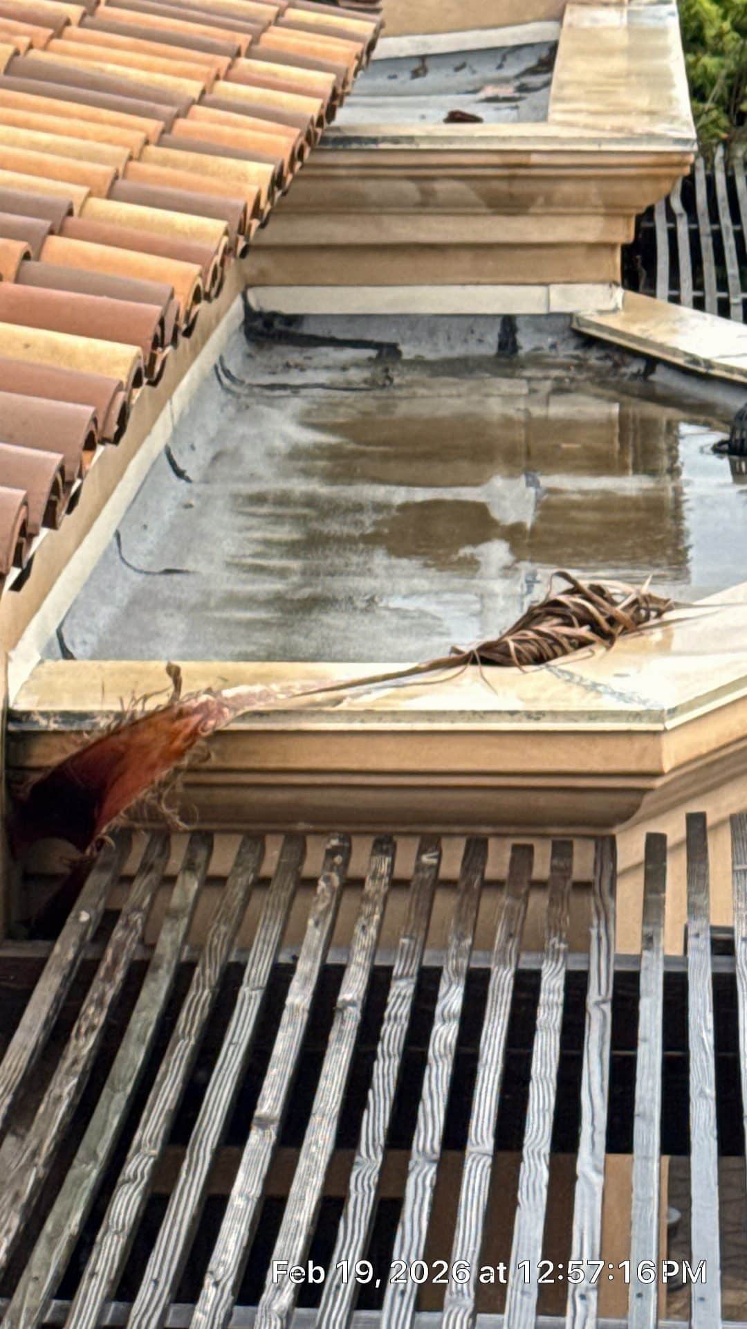 Flat roof deck with clay tile edge, parapet, dried palm frond debris in Malibu | Roof Replacement Inc Flat roof deck with clay tile edge, parapet, dried palm frond debris — Malibu — Roof Replacement Inc
