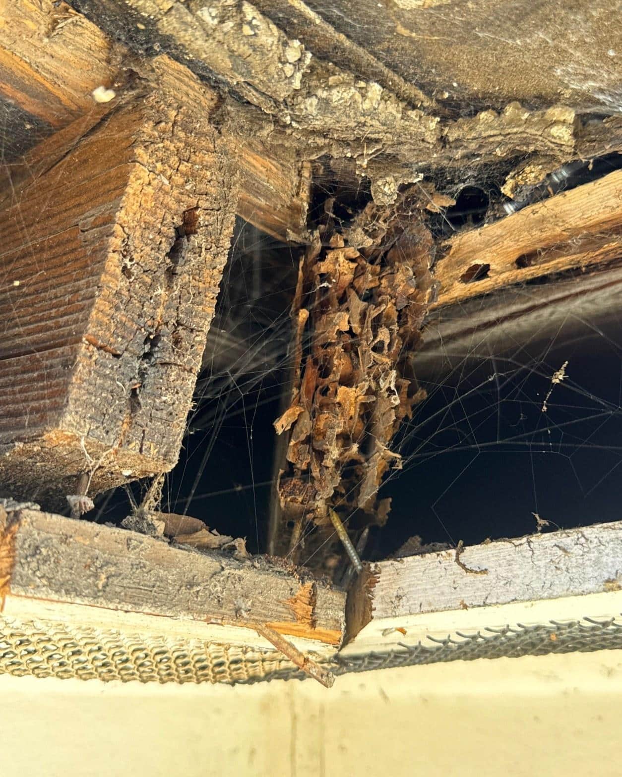 Severely rotted rafter tail and eave sheathing on a multi-unit residential building in the San Fernando Valley