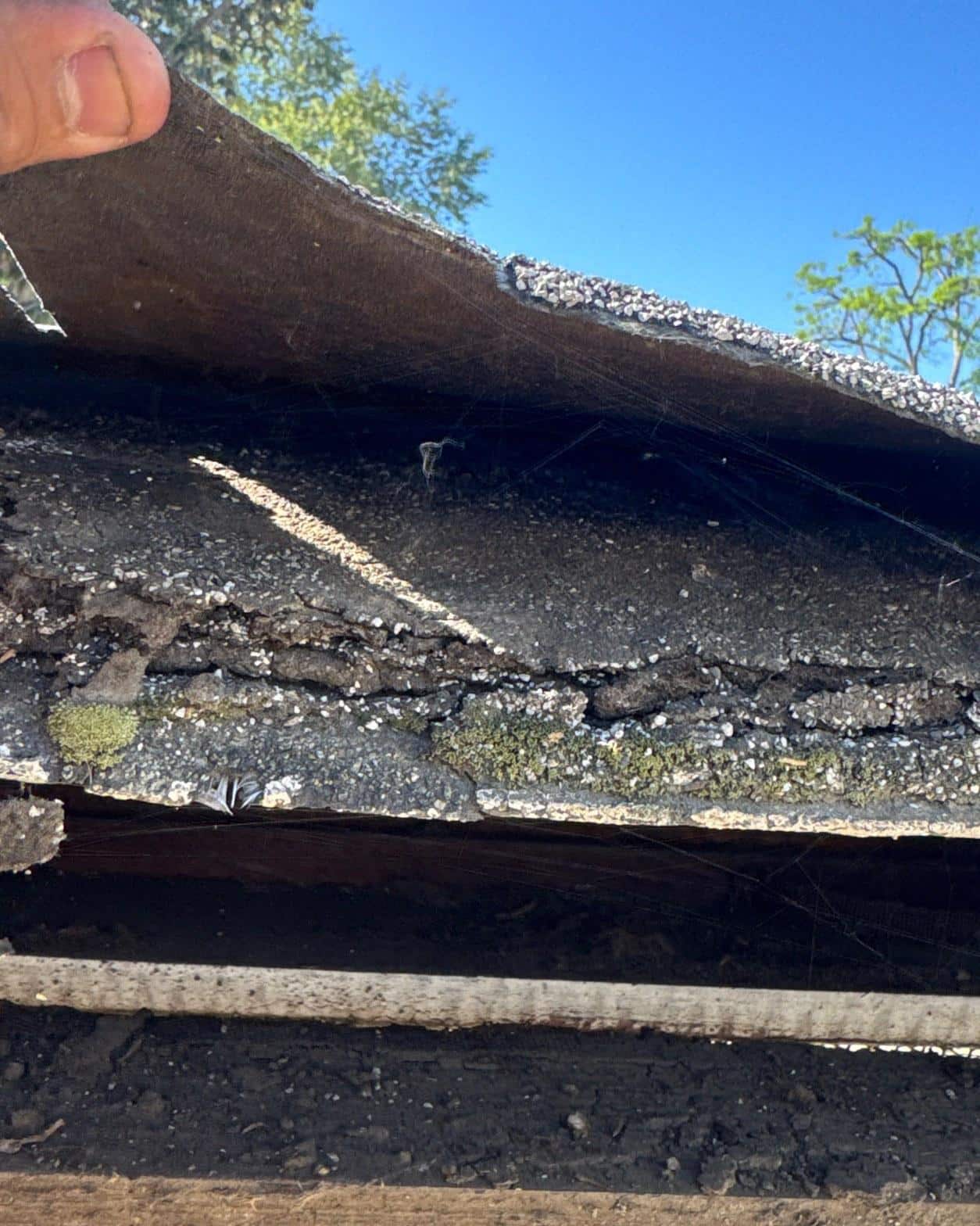 Cross-section of two aged asphalt shingle layers with brittle underlayment and moss growth between them during tear-off