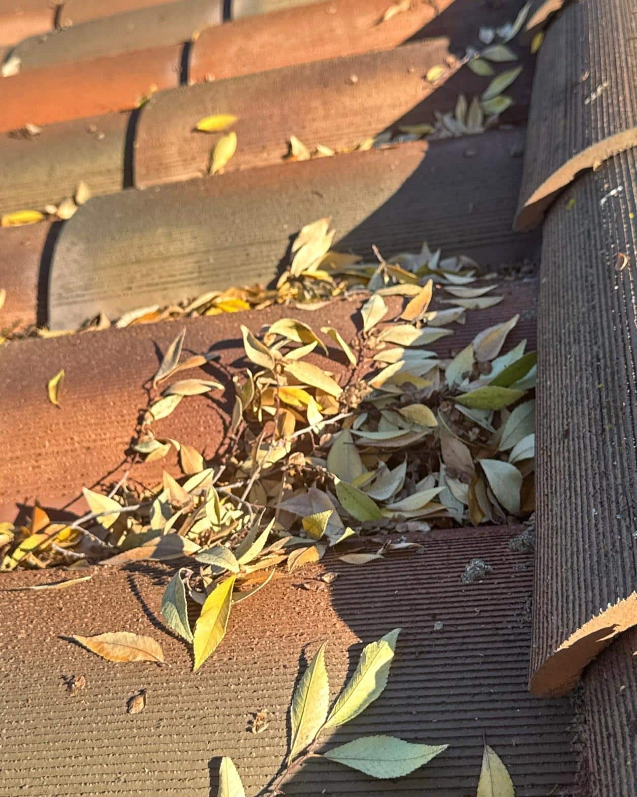 Dead leaves and vine debris packed into a clay tile roof valley, blocking drainage and accelerating underlayment wear