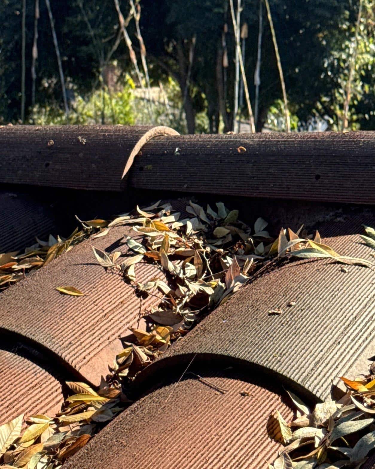 tile-roof-repair-vent-flashing-san-gabriel-3423 Close-up of clay roof tiles covered with dried fallen leaves collected in valleys near roofline, trees in background.